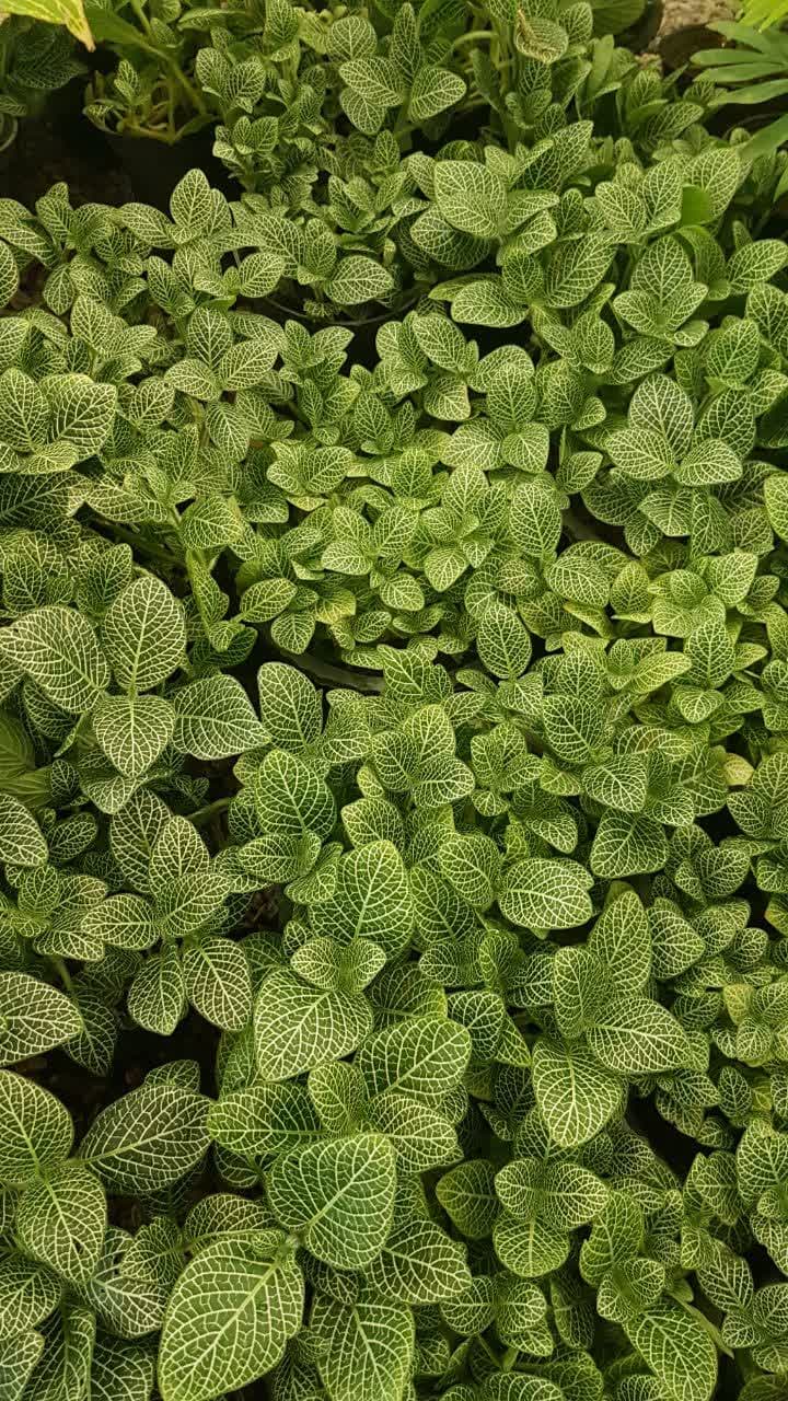 امکان خرید آنلاین و حضوری